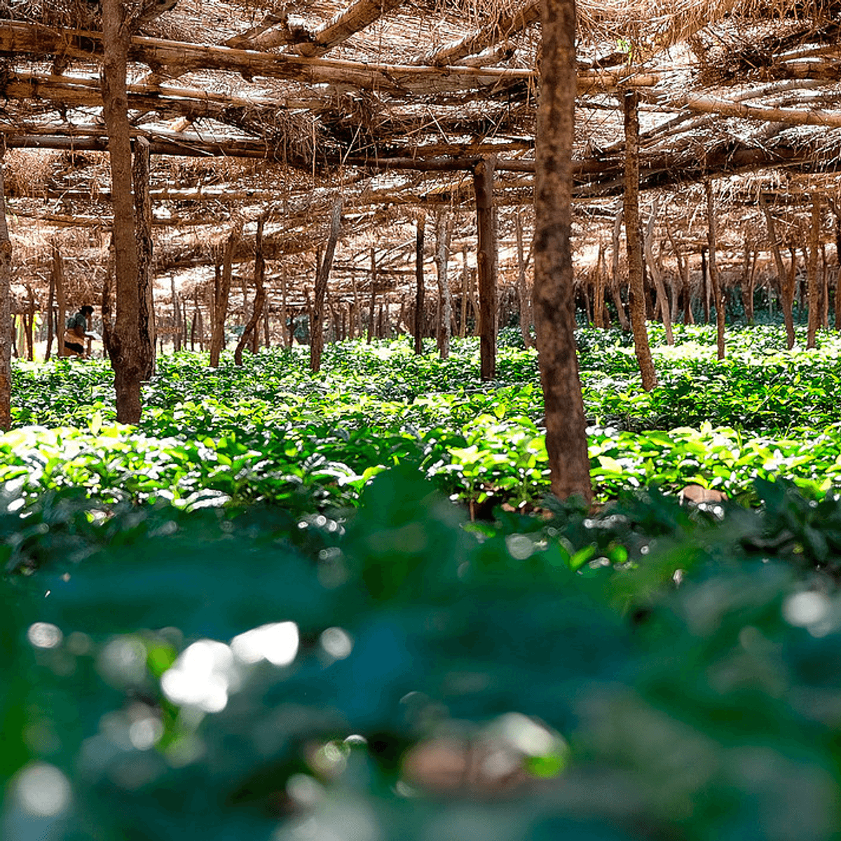 Tanzania Edelweiss farm, UNROASTED